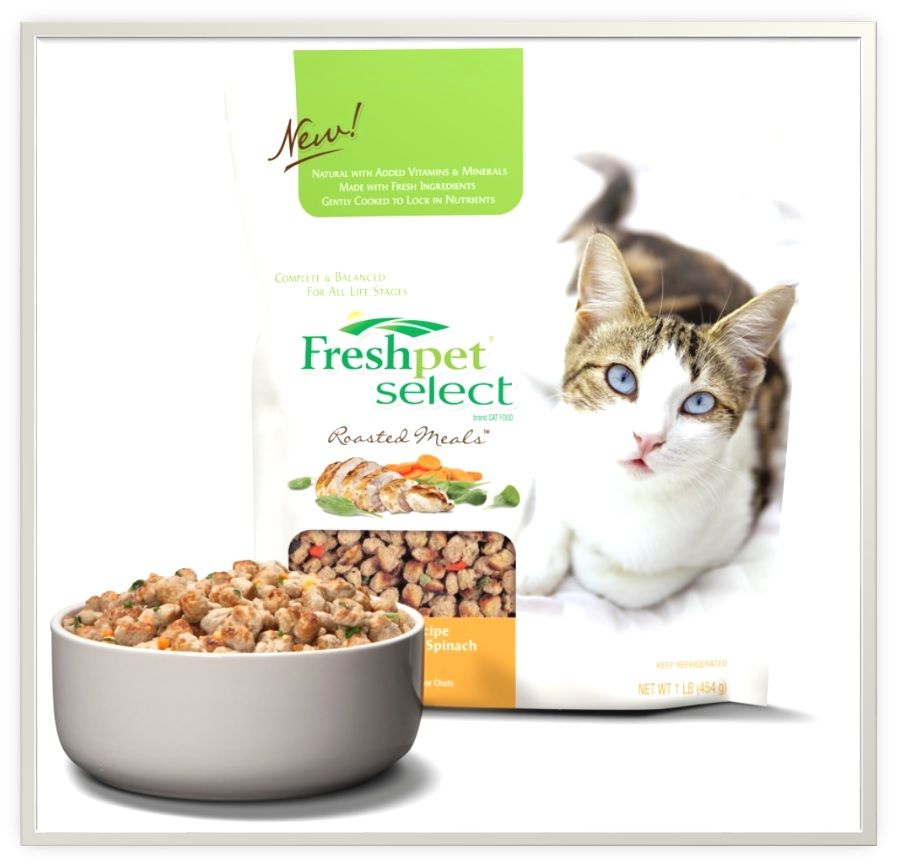 Freshpet Cat Food Review: Wholesome and Fresh Nutrition Tailored for Feline Health