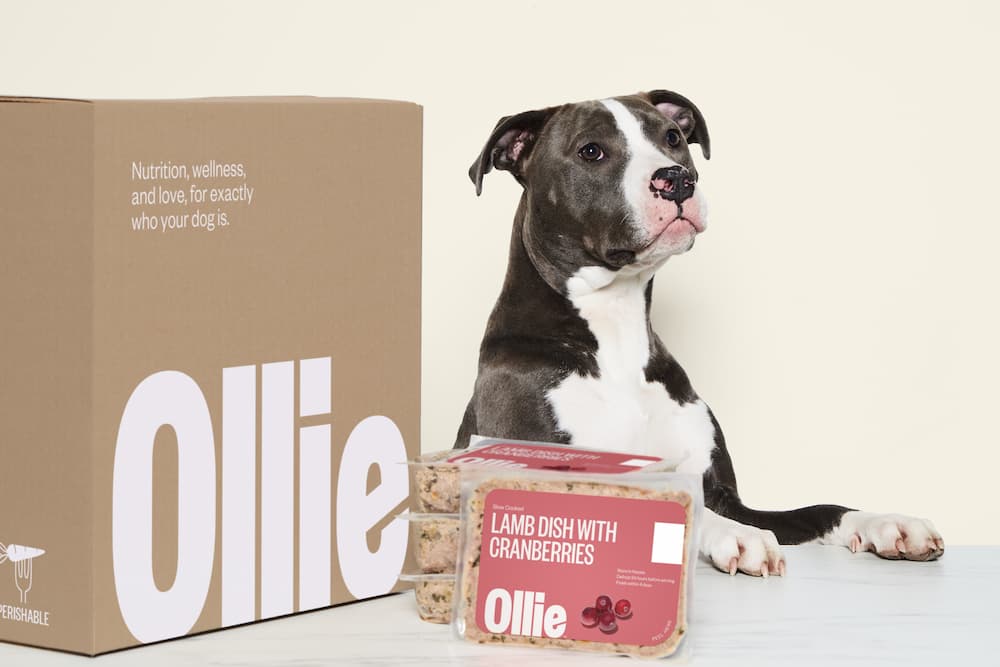 Ollie Dog Food Review