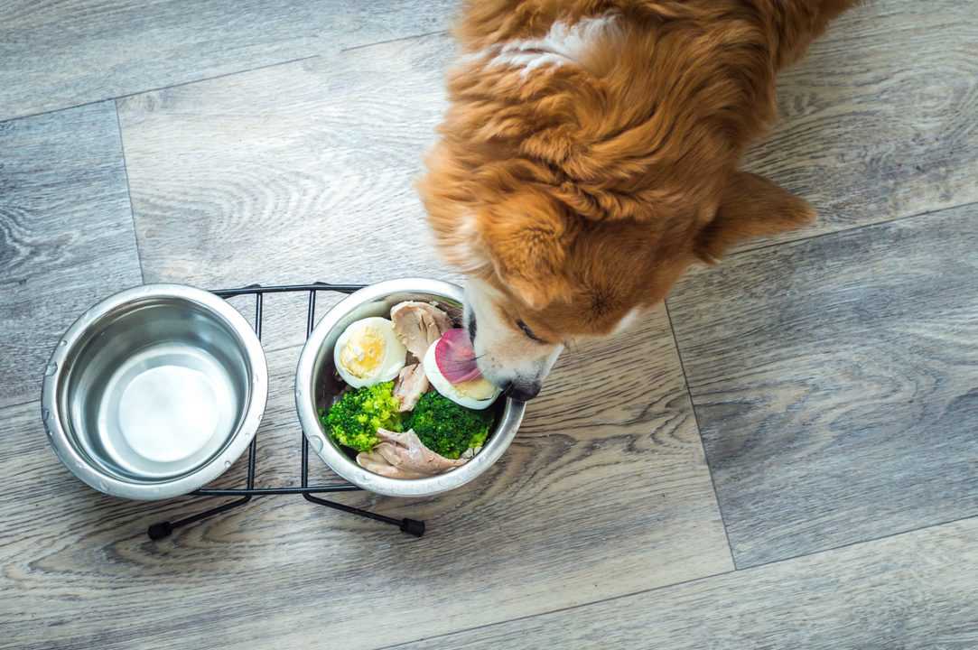 Best Canned Dog Food: The Ultimate Guide to Choosing the Best