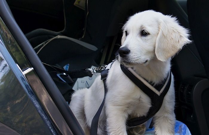 Best Dog Car Harness