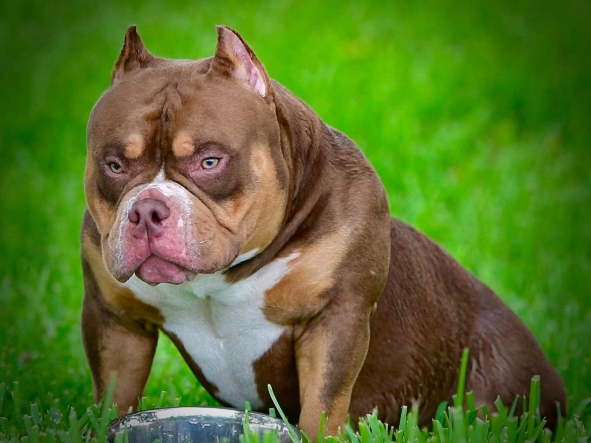 Best Dog Food for American Bully