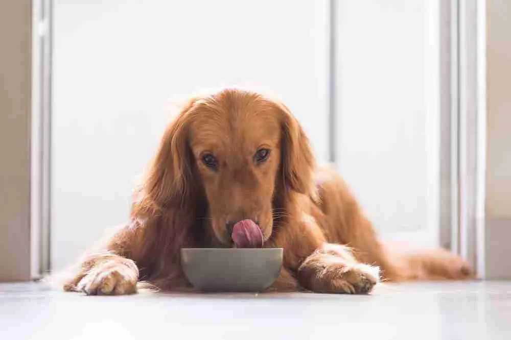 Best Dog Food for Arthritis