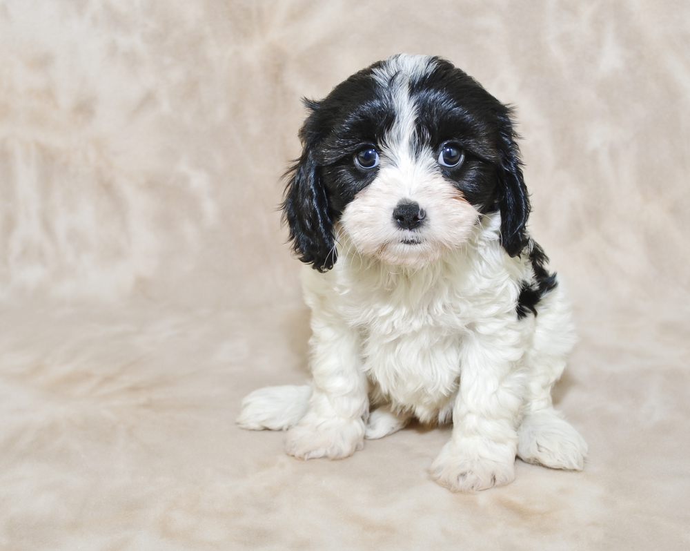 Best Dog Food for Bernedoodles