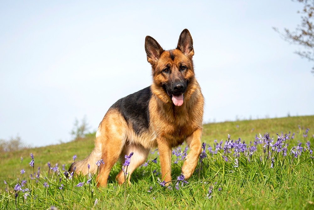 Best Dog Food for German Shepherds With Skin Allergies