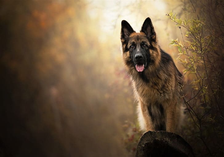 Best Dog Food for German Shepherds