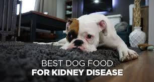 Best Dog Food for Kidney Disease