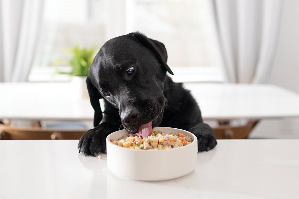 Best Dog Food for Labrador Retrievers in 2024