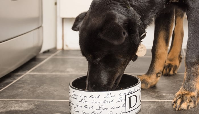 Best Dog Food for Loose Stool