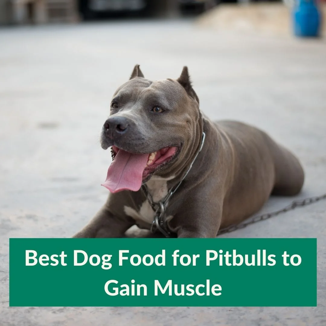 Best Dog Food for Pitbulls to Gain Muscle