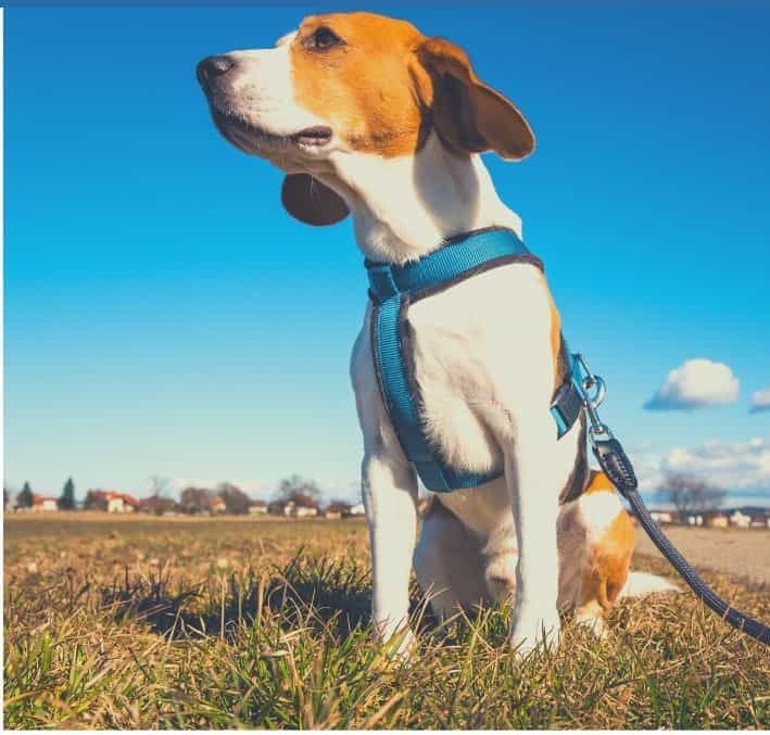 Best Dog Harness for Hiking