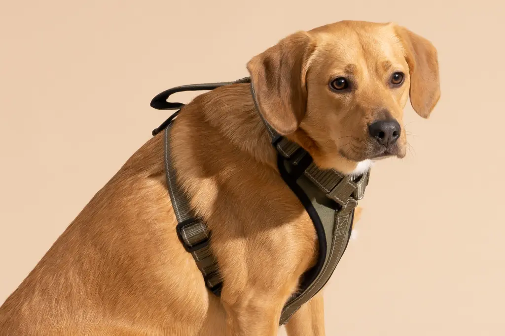 Best Dog Harness for Pulling