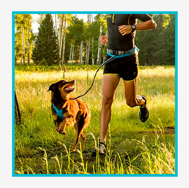 Best Dog Harness for Running