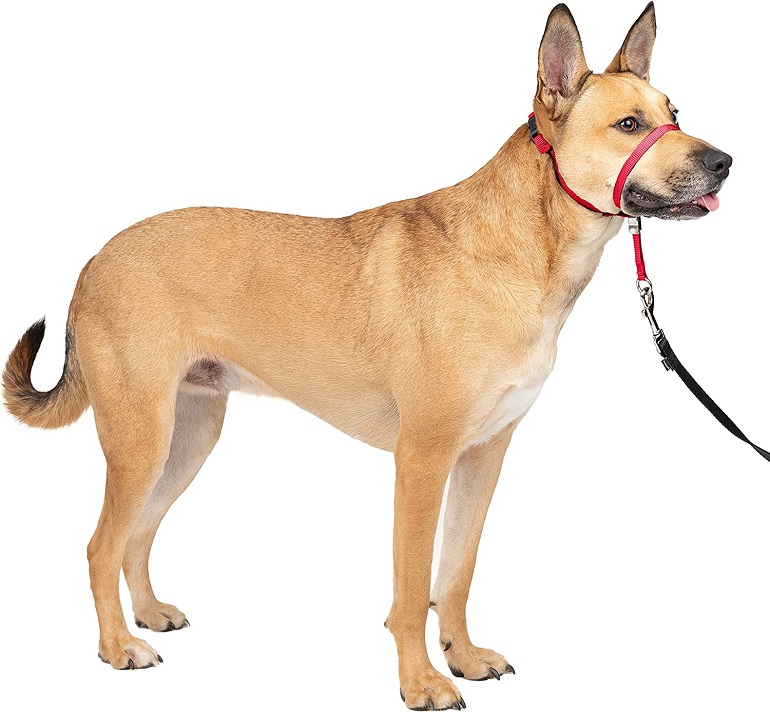 Best Dog Harness to Stop Pulling