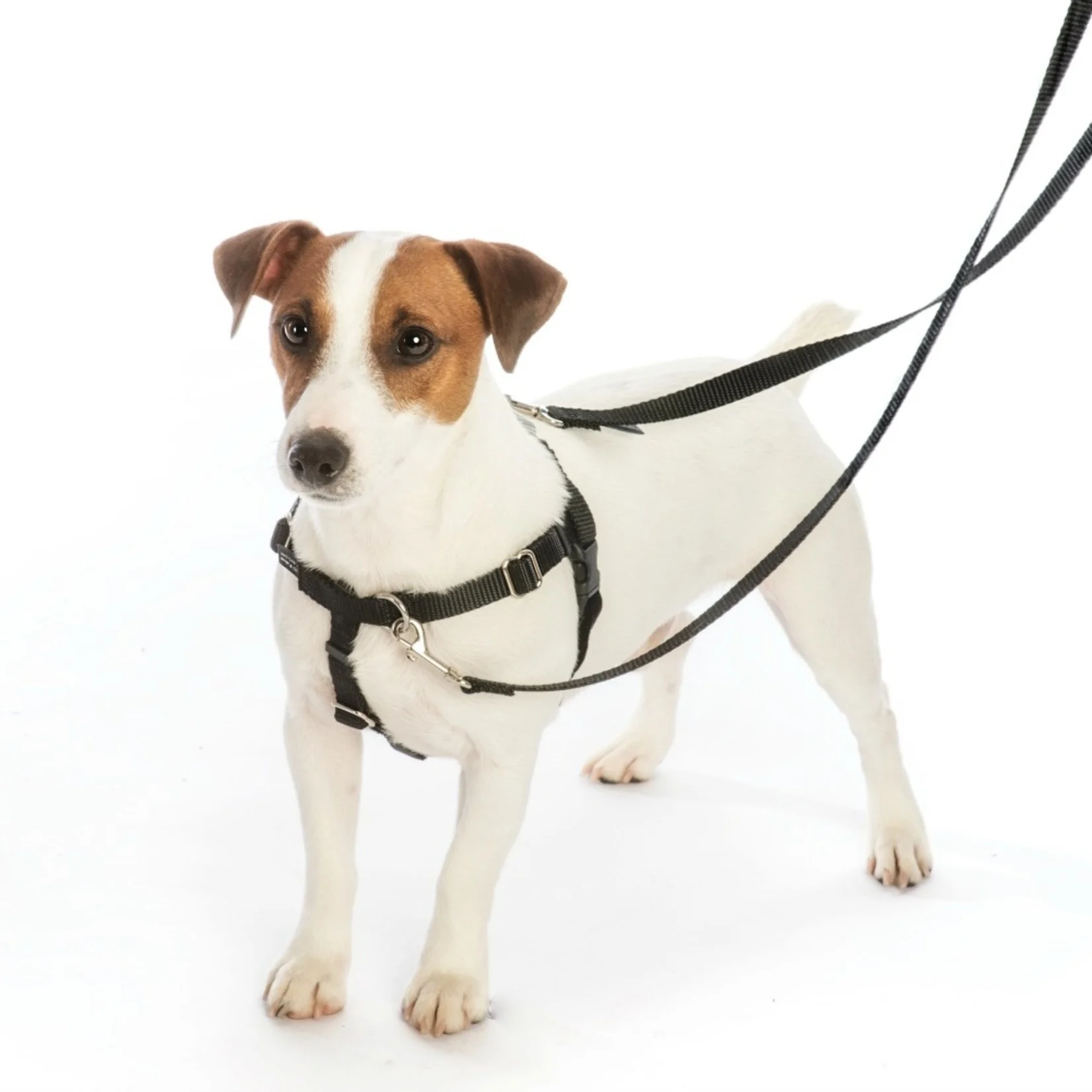 Best Front Clip Dog Harness