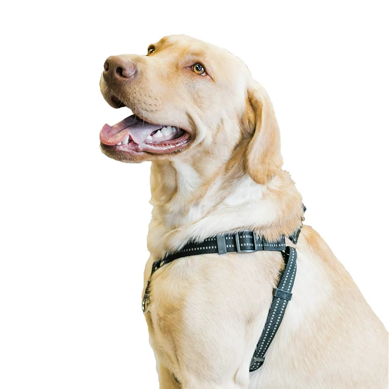 Best No Pull Dog Harness for Large Dogs