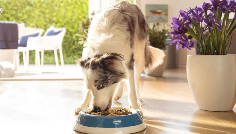 Best Wet Dog Food for Sensitive Stomach