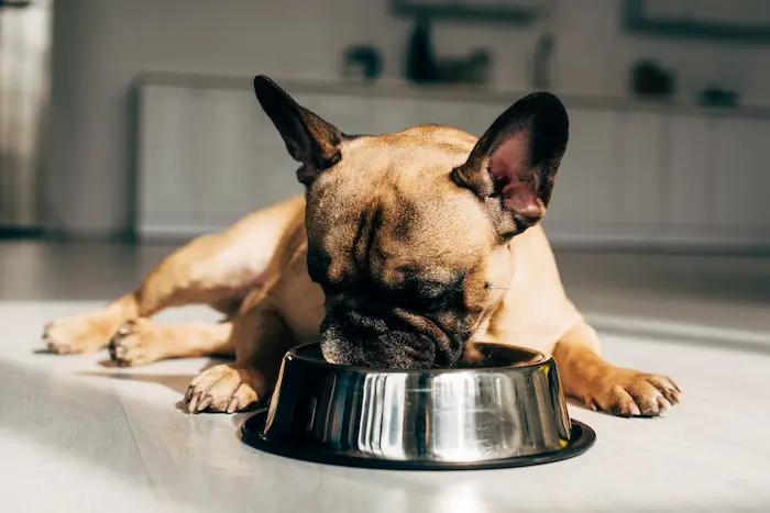 Best Dog Food for Frenchies