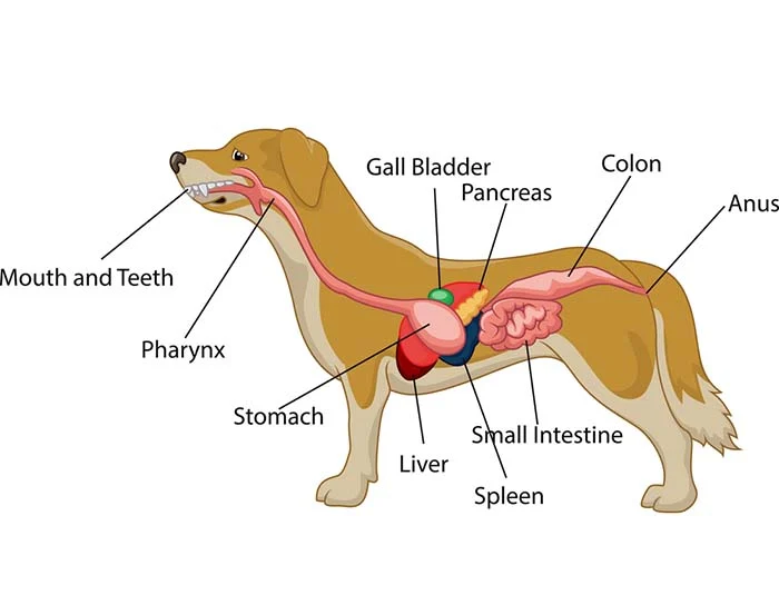 How Long Does It Take for a Dog to Digest Food