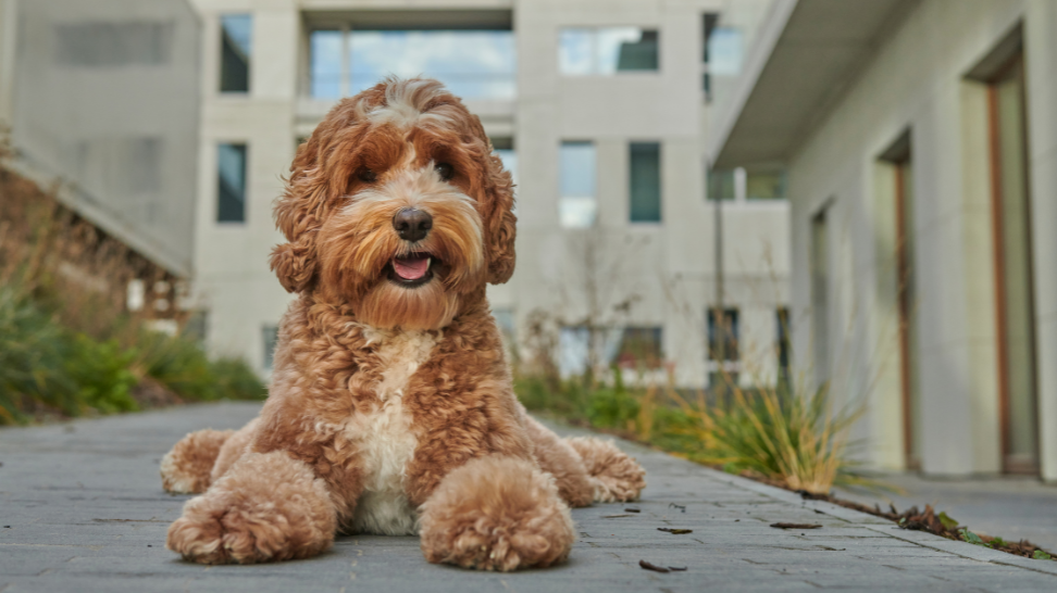 Best Dog Food for Labradoodle