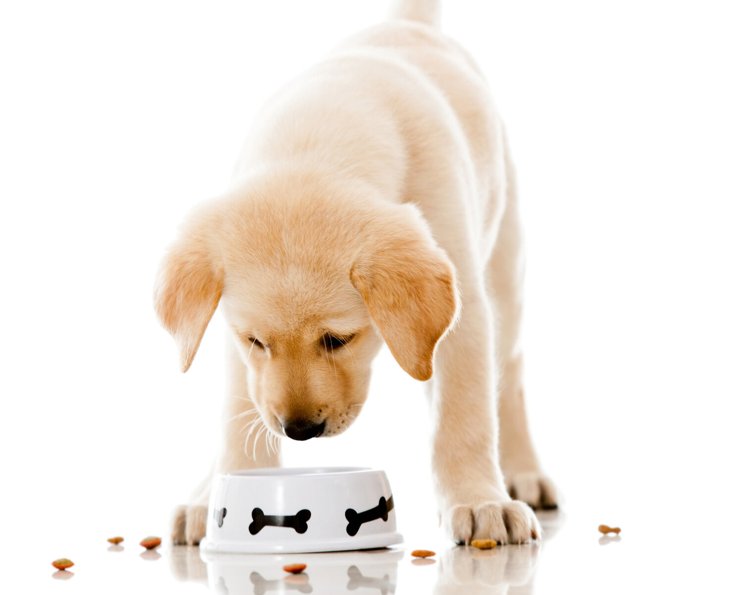 When to Switch Puppy to Dog Food