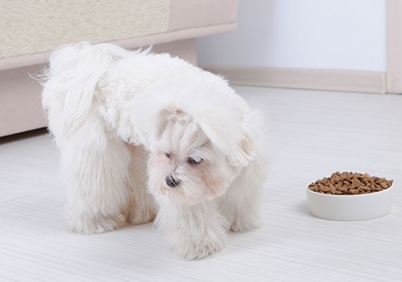 best dog food for Boston Joint Careerrier