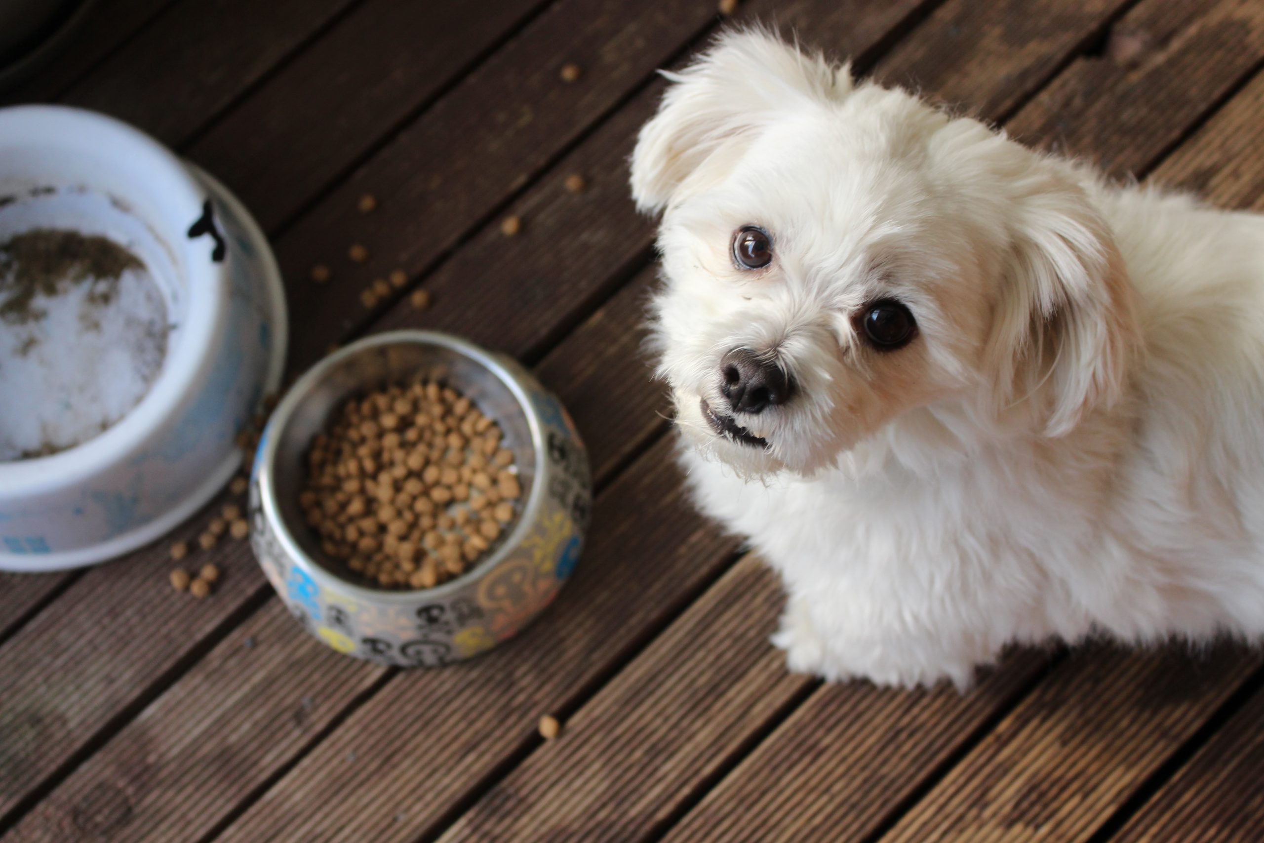 best dog food for yeast infection