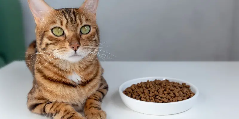 Best Cat Food for Bengal Cats