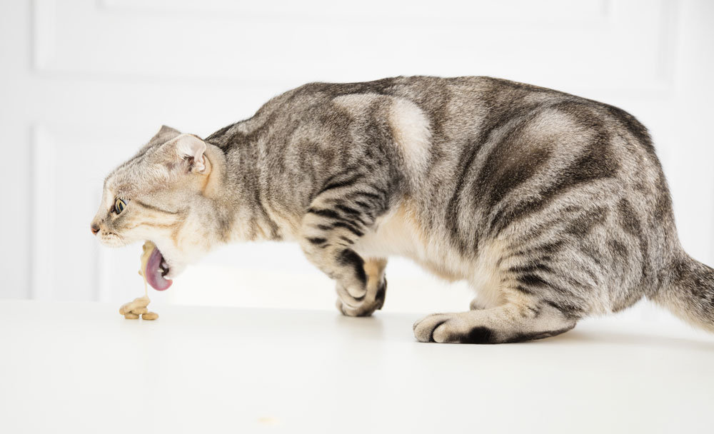 Best Cat Food for Cats That Throw Up in 2024: Nourishment Without the Upset