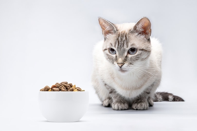 Best Cat Food for Constipation