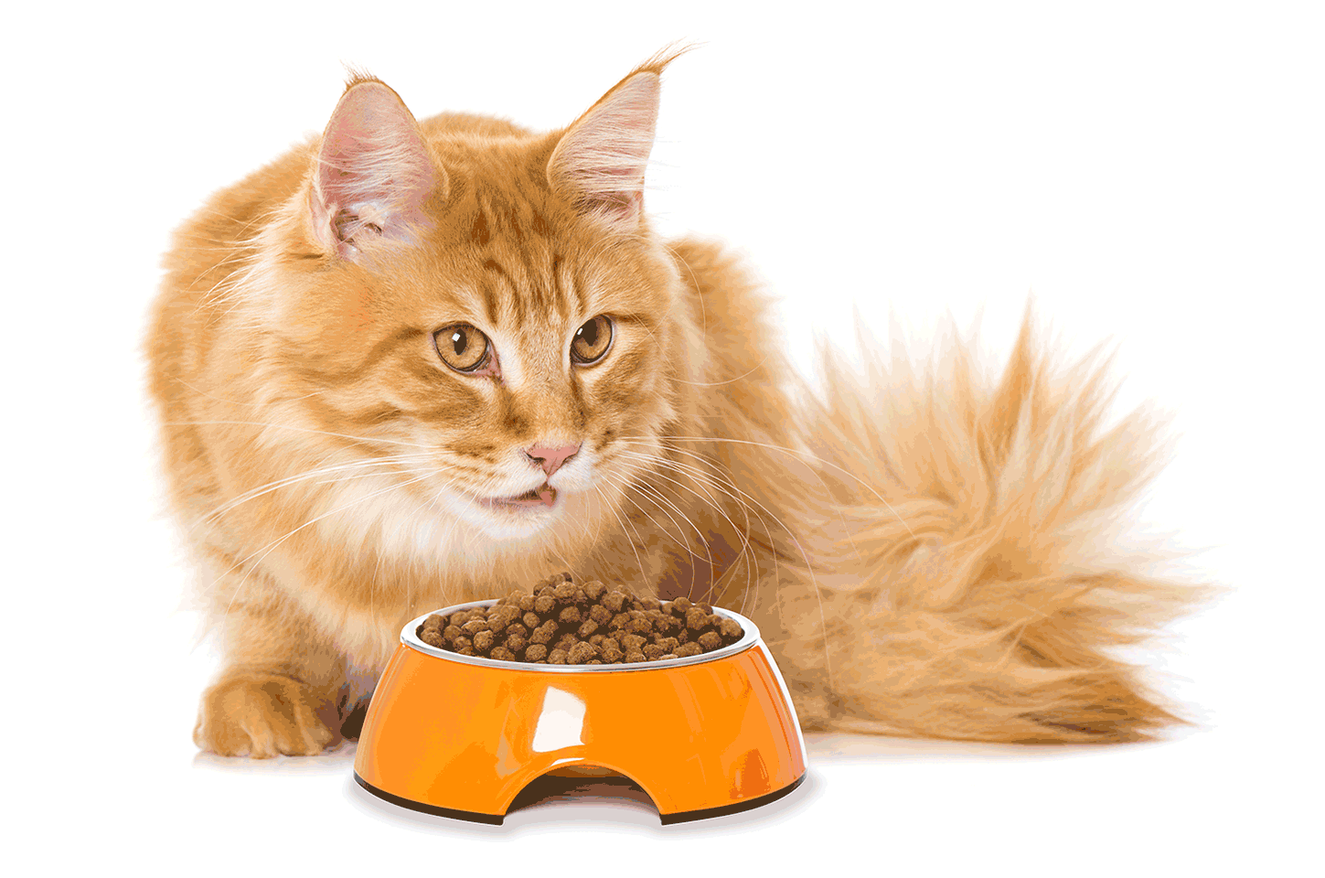 Best Cat Food for Inflammatory Bowel Disease