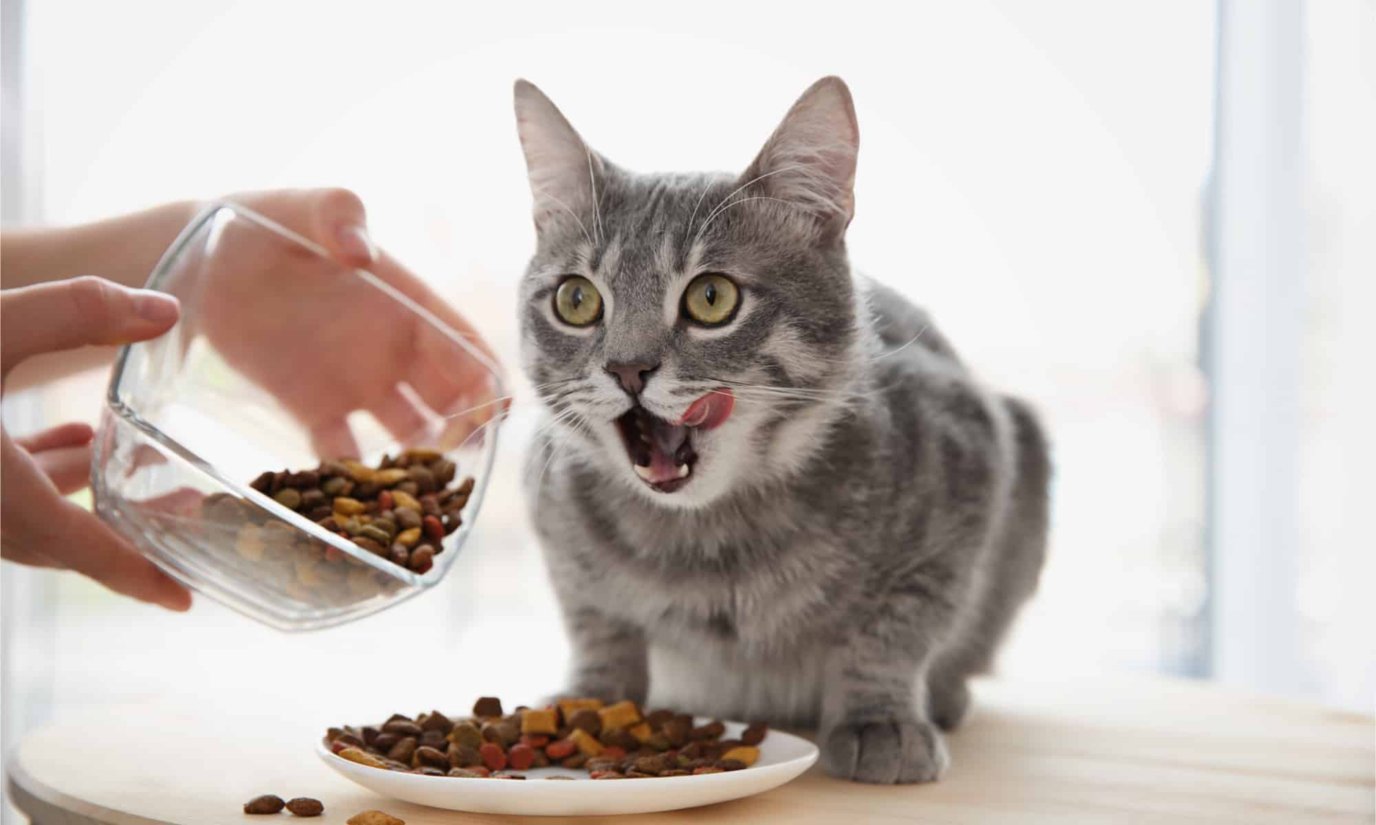 Best Cat Food for Indoor Cats