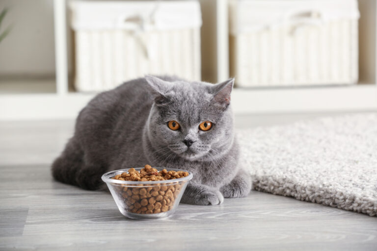 Best Cat Food for Kidney Disease in 2024: Nourishing Support