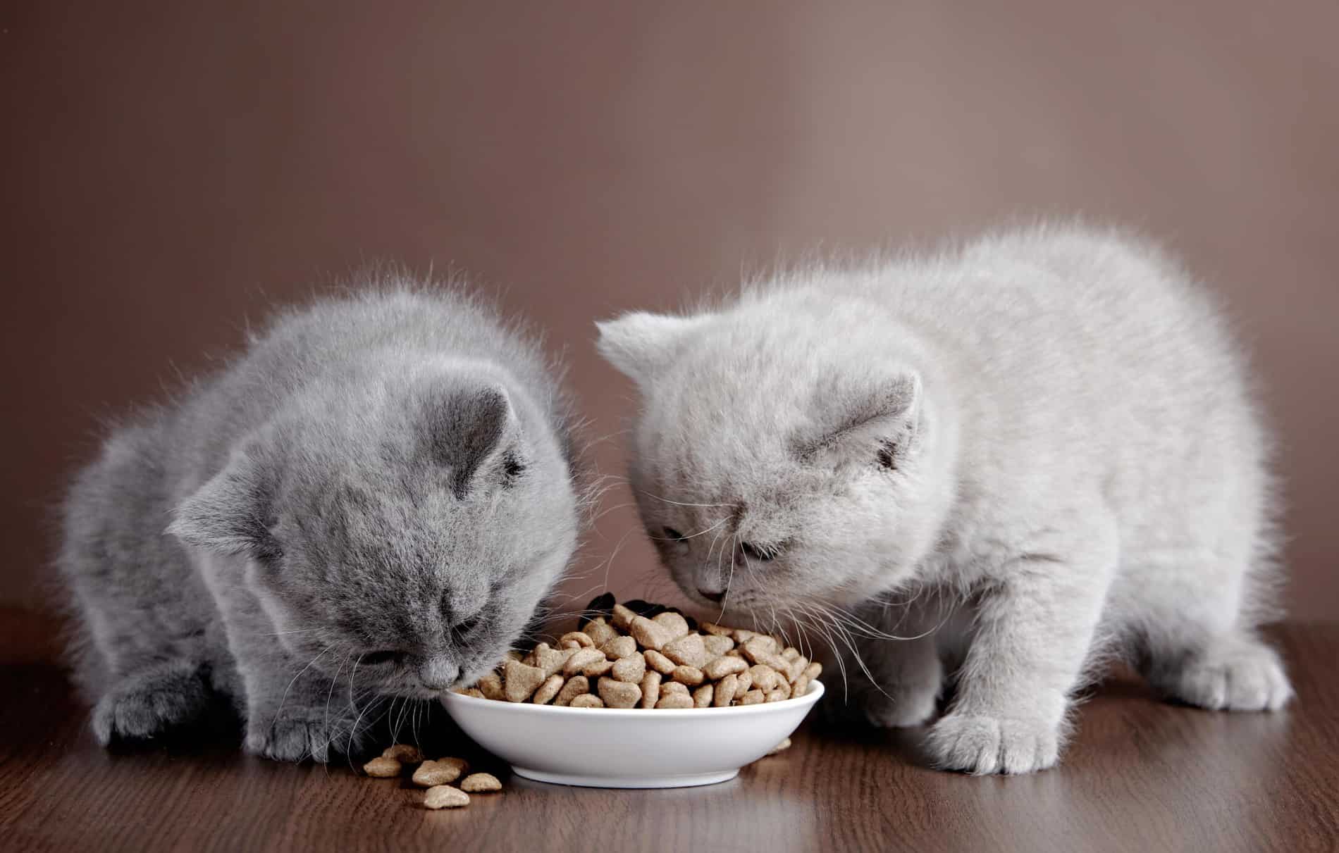 Best Cat Food for Kittens in 2024: Nurturing Growth