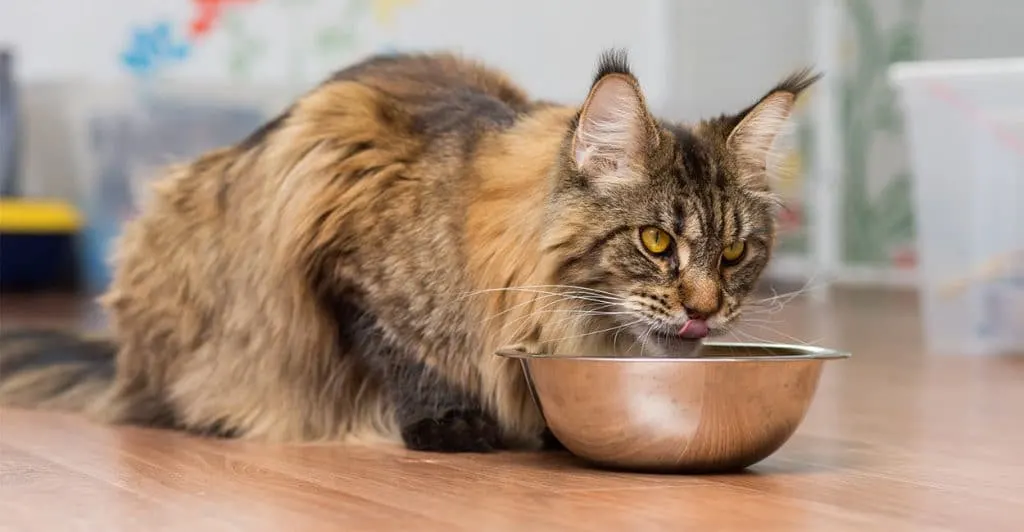 Best Cat Food for Maine Coon Cats in 2024: Tailored Nutrition for Gentle Giants