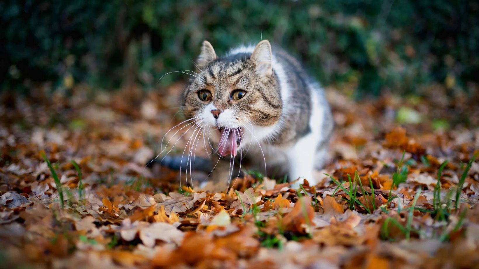 Best Cat Food for Older Cats That Vomit