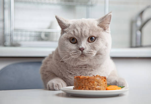 Best Cat Food for Overweight Indoor Cats in 2024: Weight Management for Indoor Felines