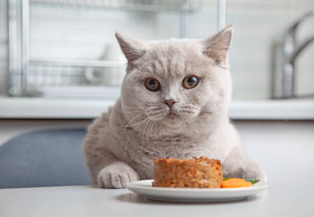 Best Cat Food for Overweight Indoor Cats