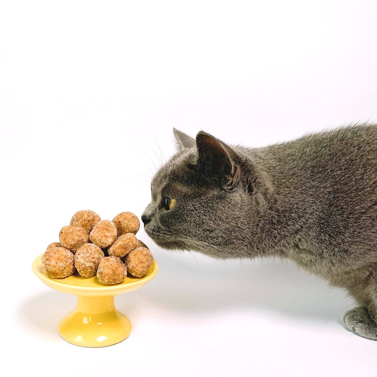 Best Cat Food for Picky Cats in 2024: Satisfying Fussy Felines
