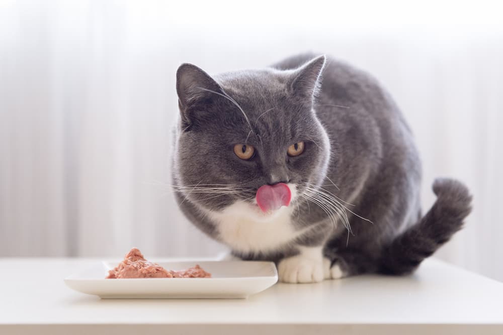 Best Cat Food for Senior Cats