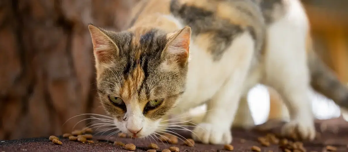 Best Cat Food for Sensitive Stomachs in 2024: Gentle Nutrition