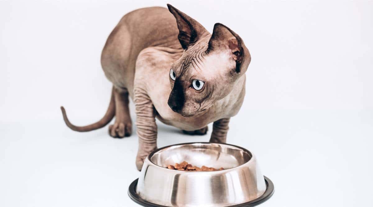 Best Cat Food for Sphynx Cats in 2024: Specialized Diet for the Unique Sphynx