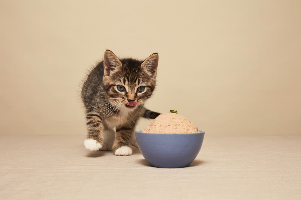 Best Cat Food for Urinary Health