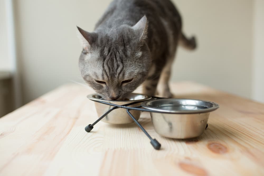 Best Cat Food for Weight Gain in 2024: Nourishing Growth