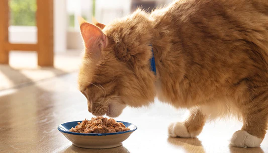 Best Cat Food for Weight Loss