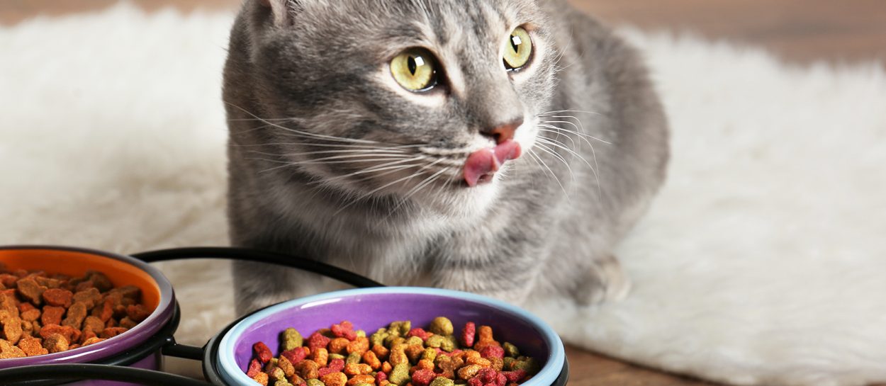 Best Cat Food in 2024: The Ultimate Guide for Optimal Health