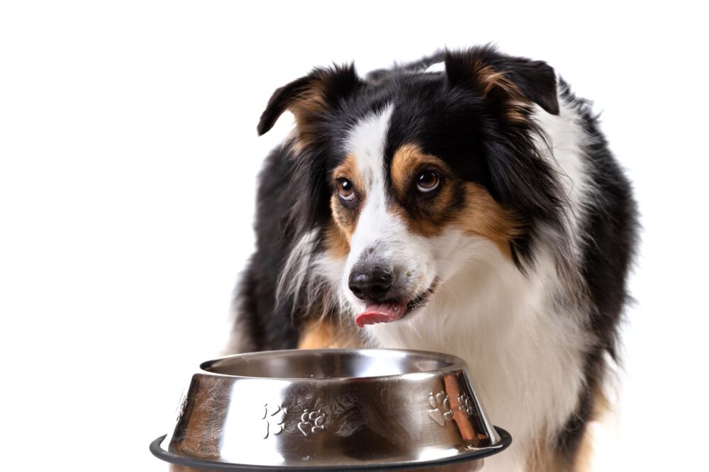 Best Dog Food for Dry Itchy Skin