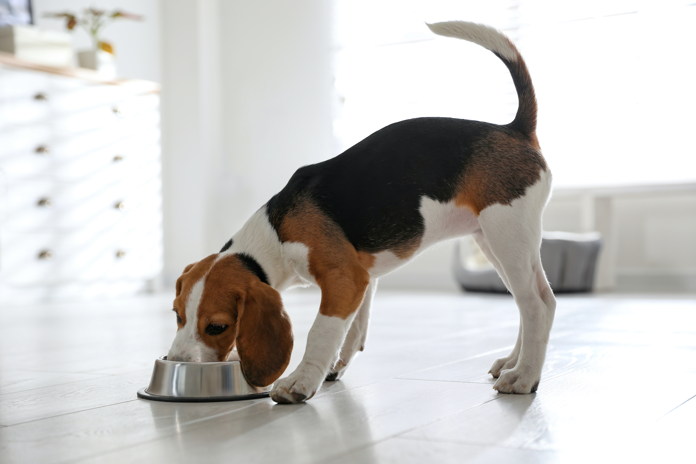 Best Dog Food for Beagles in 2024: Finding The Perfect Meal