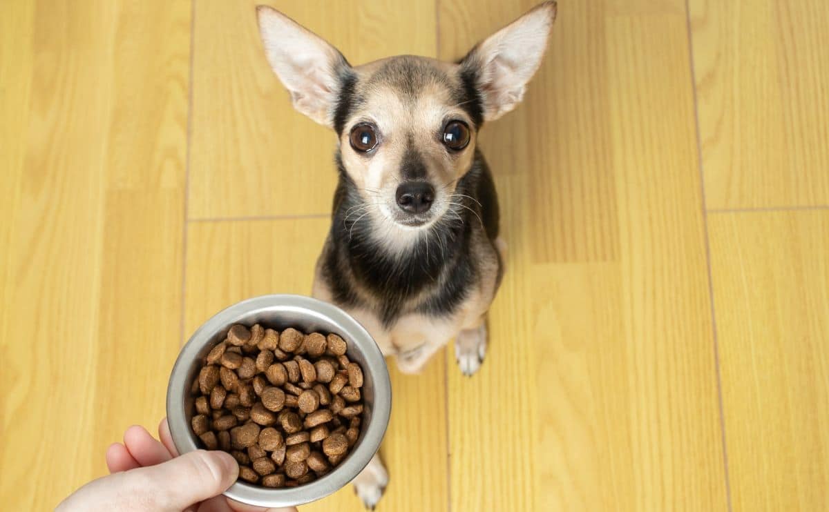 Best Dog Food for Chihuahuas in 2024: Tailored Nutrition for Tiny Titans