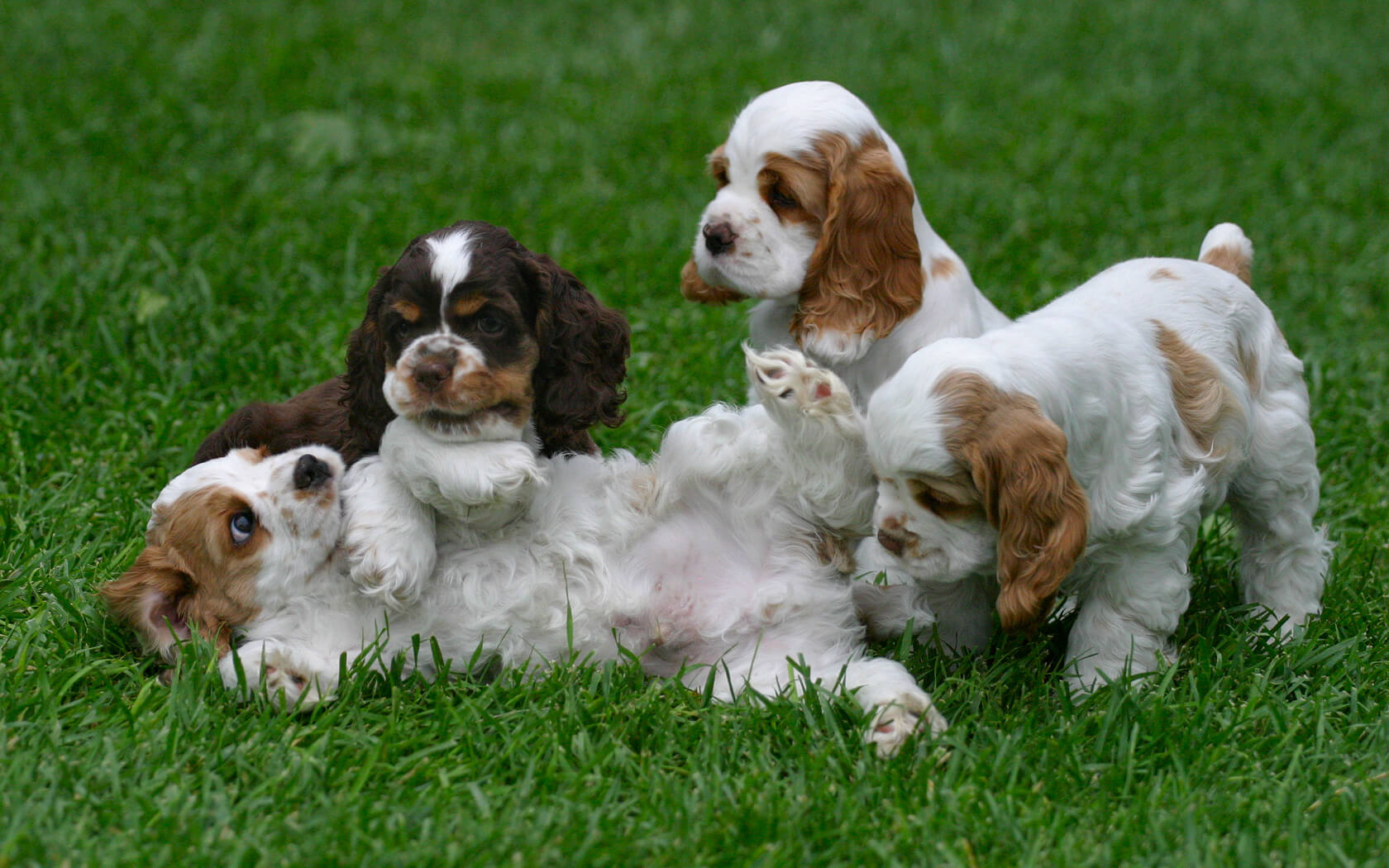 Best Dog Food for Cocker Spaniels