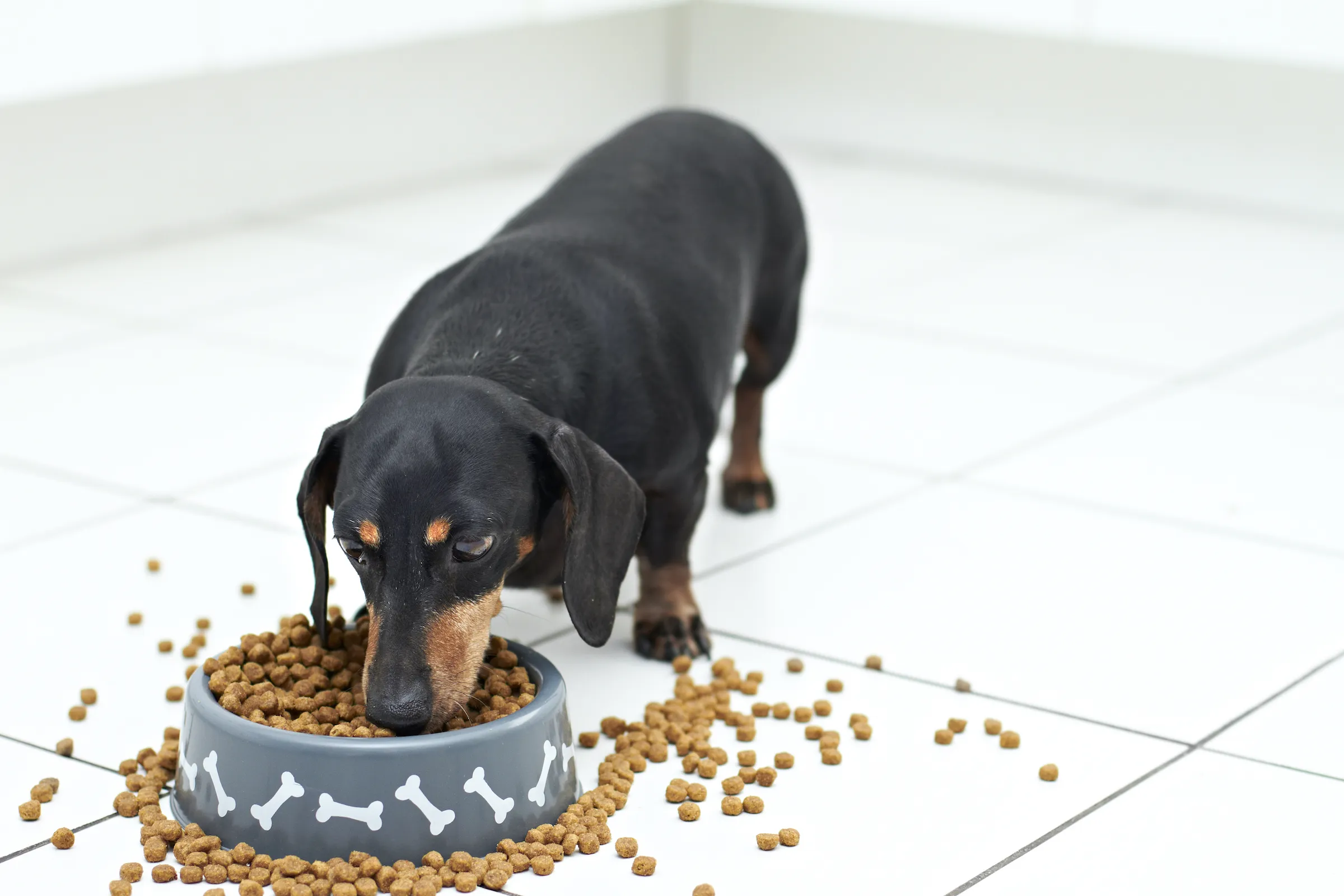 Best Dog Food for Dachshunds